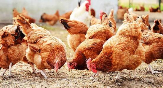 Govt. trying to sell off poultry industry